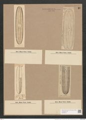 Navicula nobilis var. dactylus V.H. (de-Toni-Nr.: Genus 1, Species 1) Zeichnungen Sammlung Grunow Nr. 10 (NHMW-BOT-W0366191)